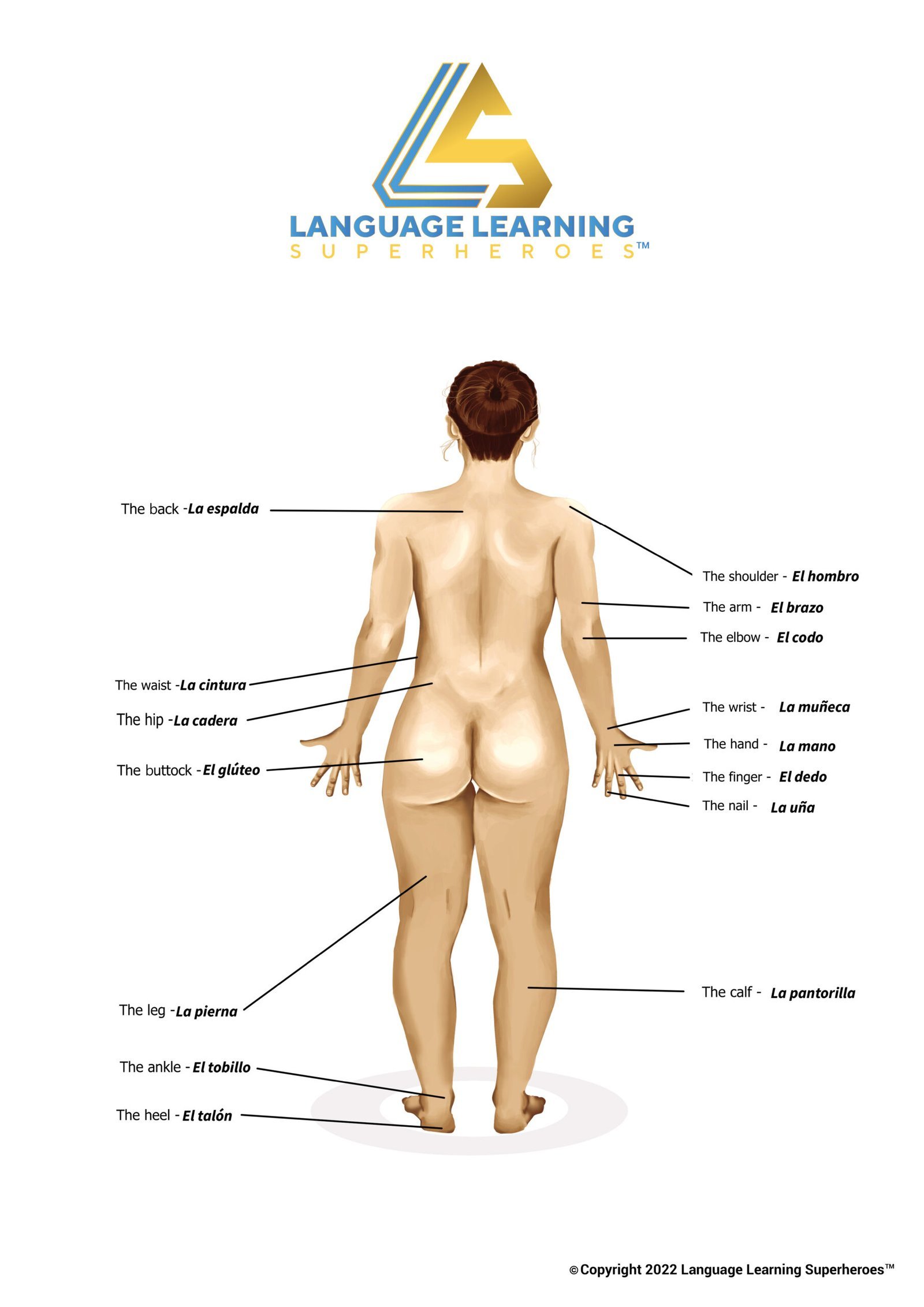 Anatomical Terms — original book illustration 1