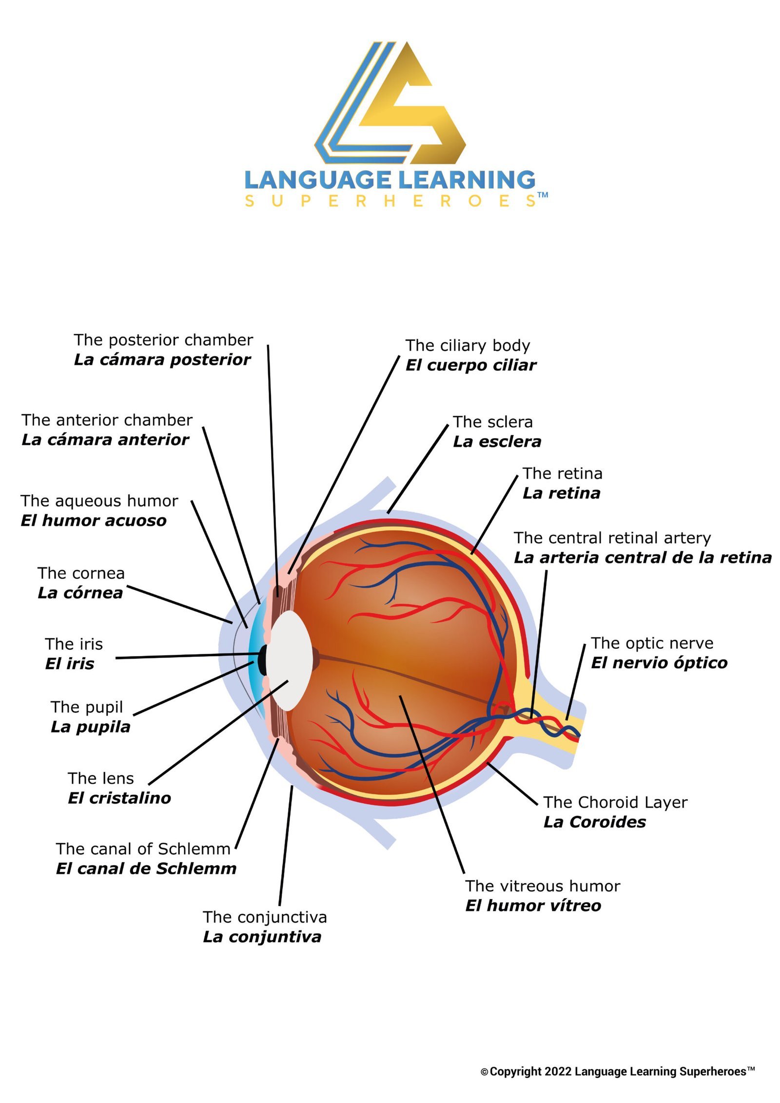 Eyes, Ears, Nose, and Throat — original book illustration 4