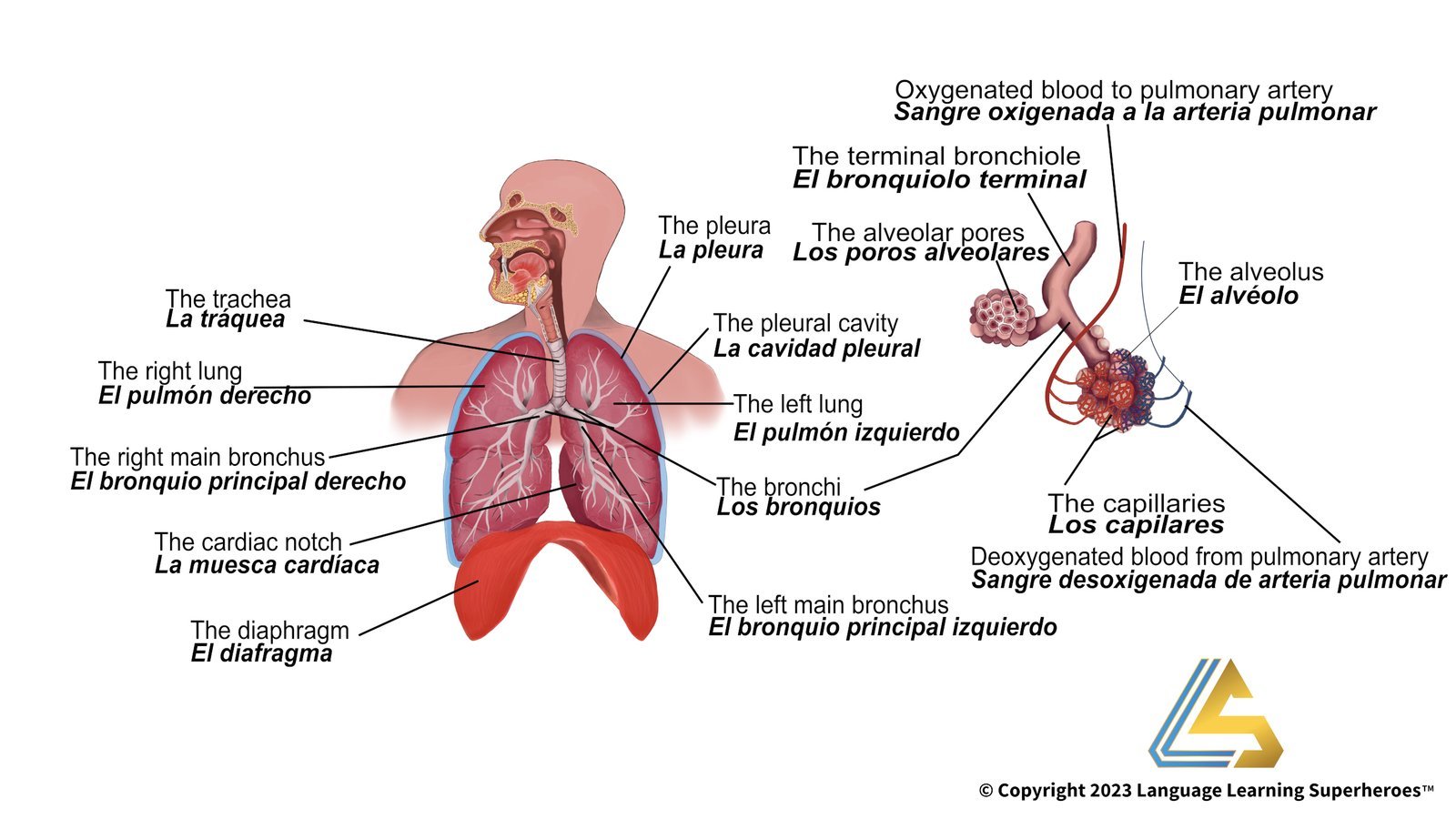 Pulmonology — original book illustration 1