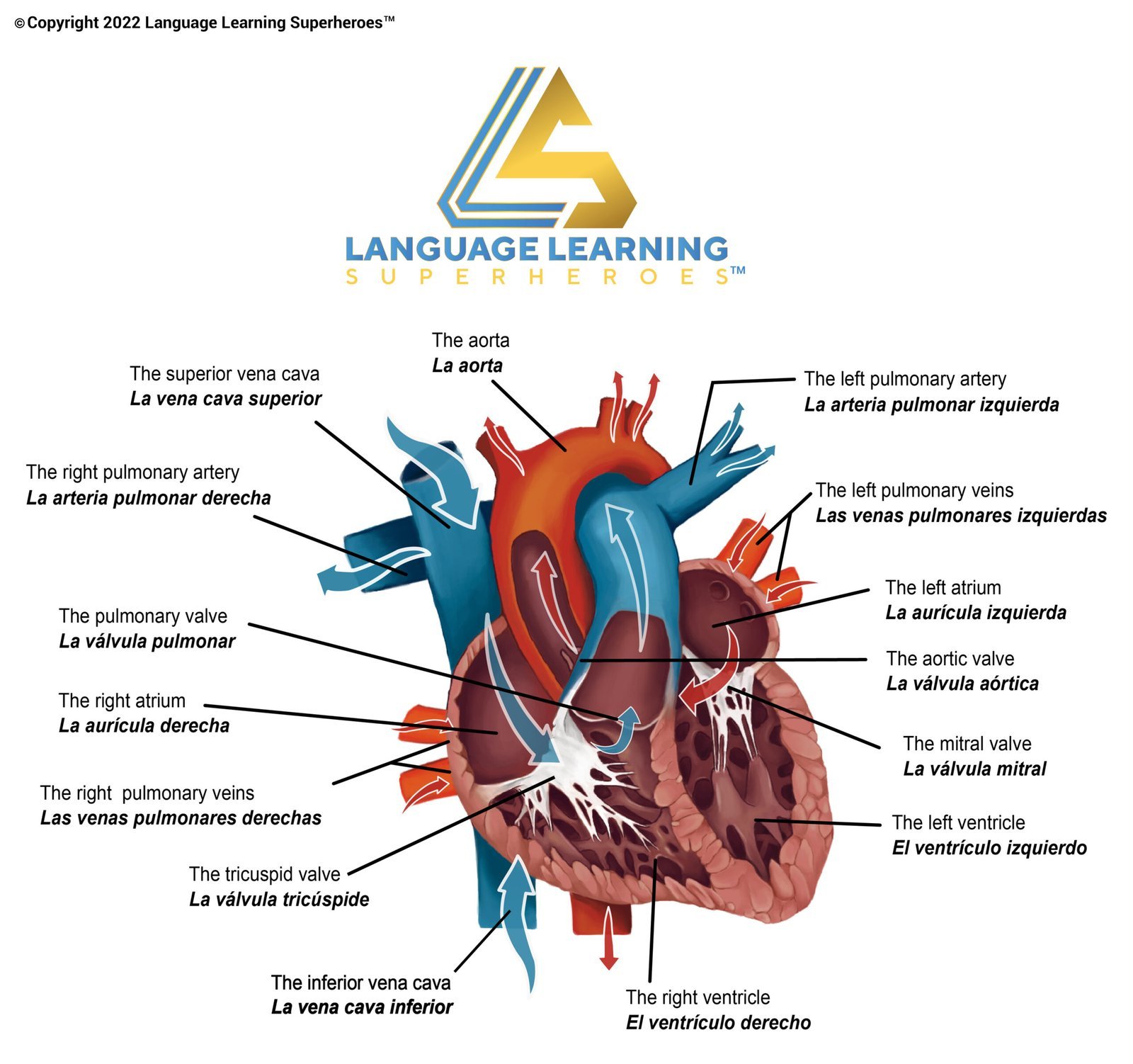 Cardiology — original book illustration 1