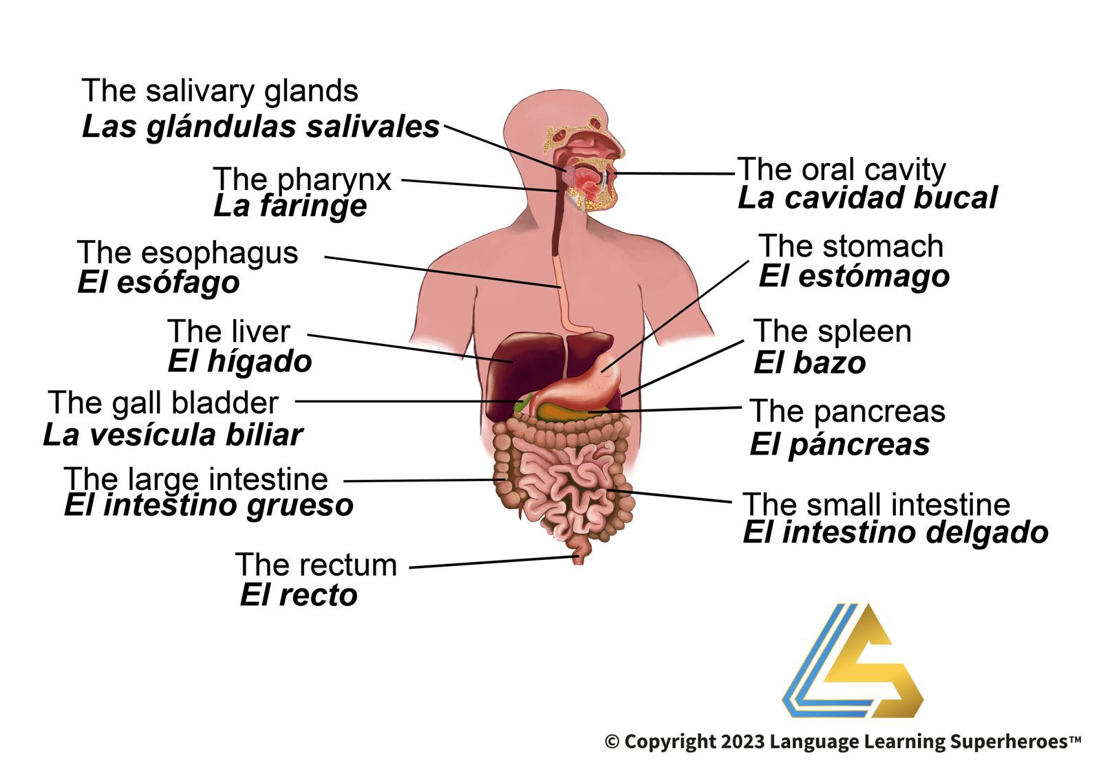 Gastroenterology — original book illustration 1