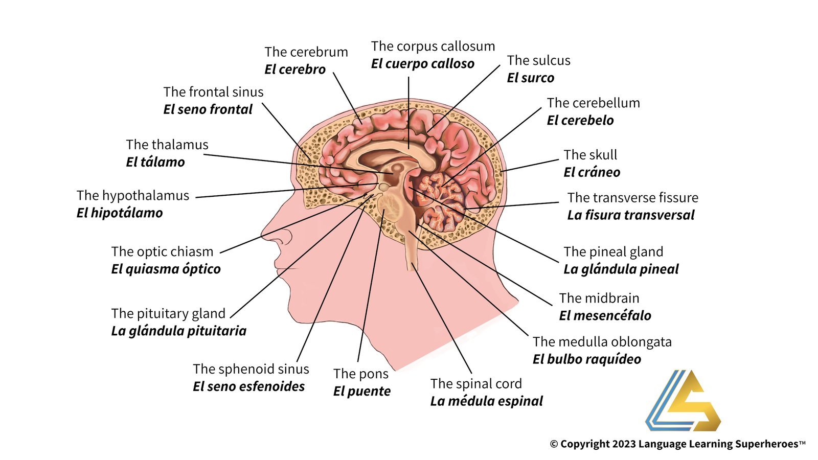 Neurology — original book illustration 1