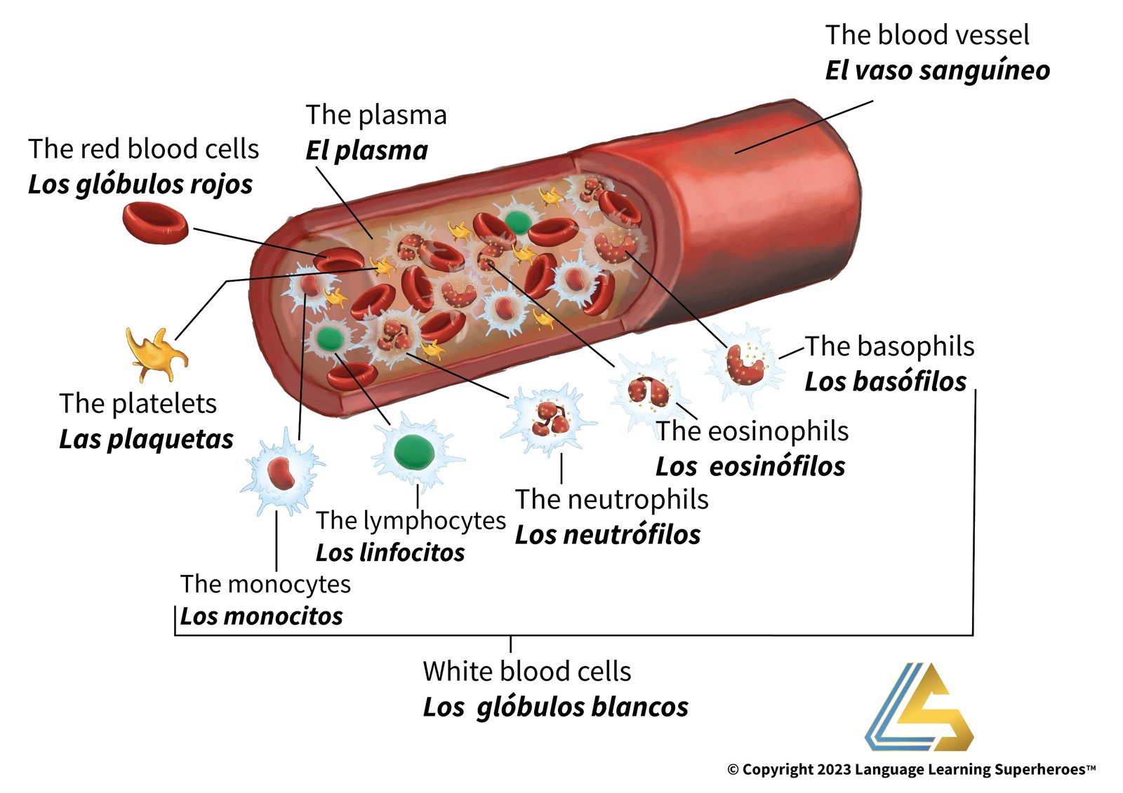 Hematology and Oncology — original book illustration 1