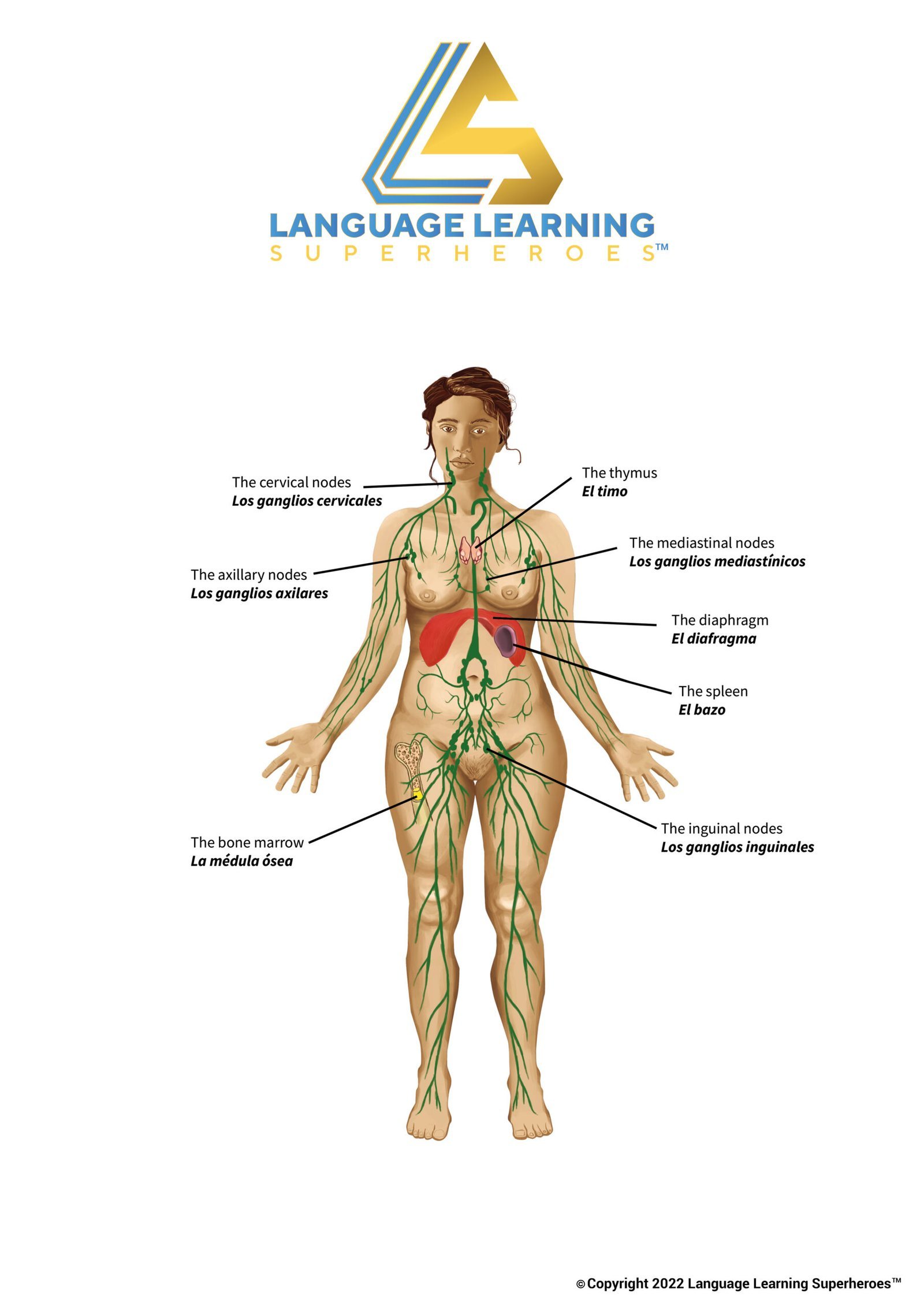 Hematology and Oncology — original book illustration 2