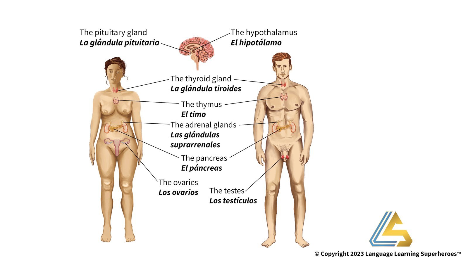 Endocrinology — original book illustration 1