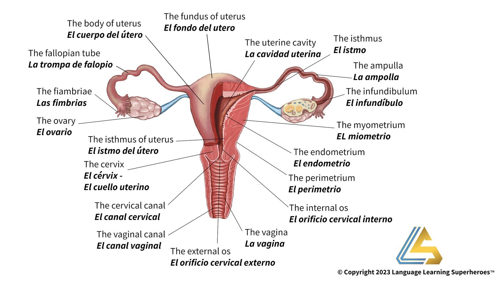 OB/GYN — original book illustration 1