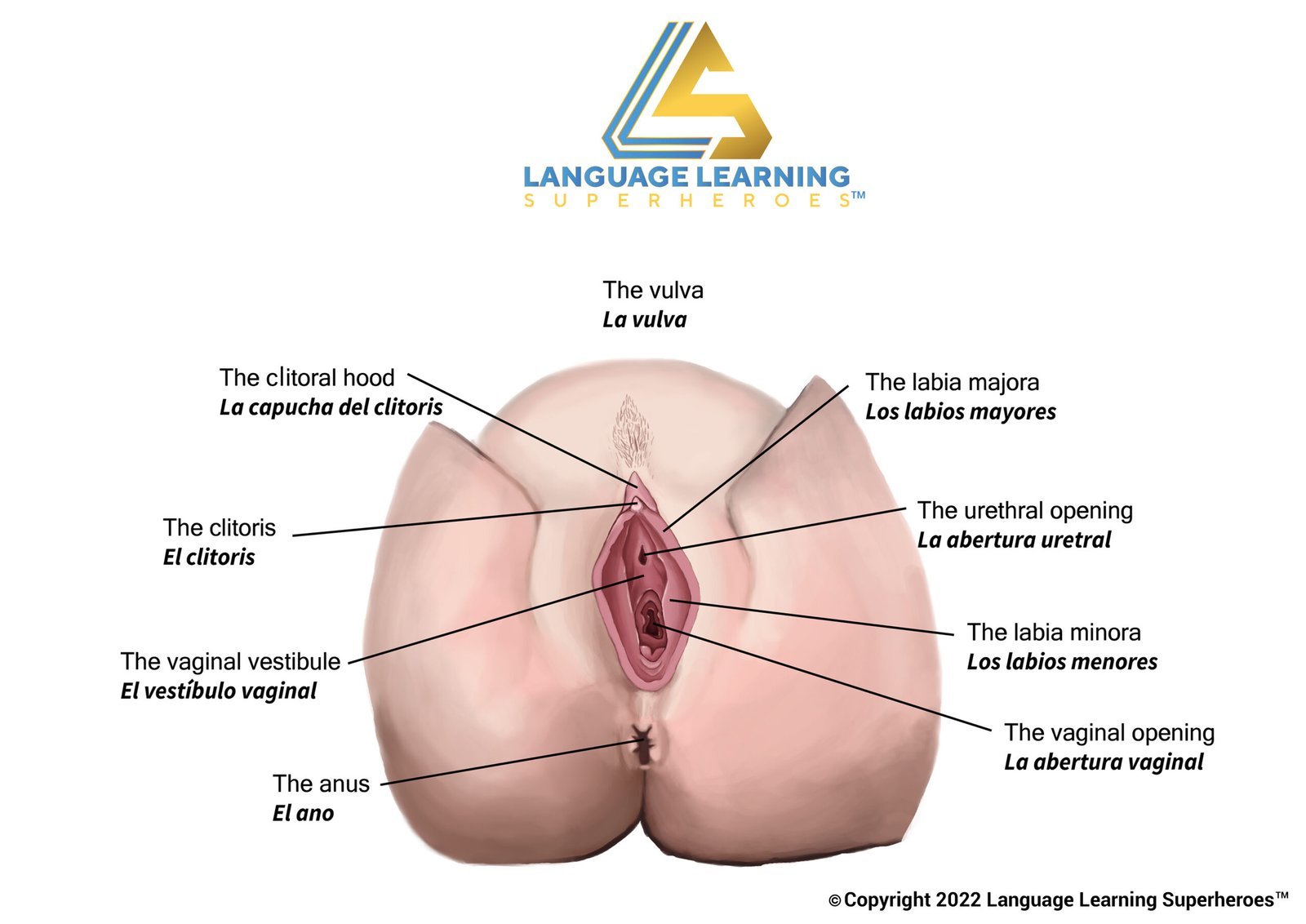 OB/GYN — original book illustration 2