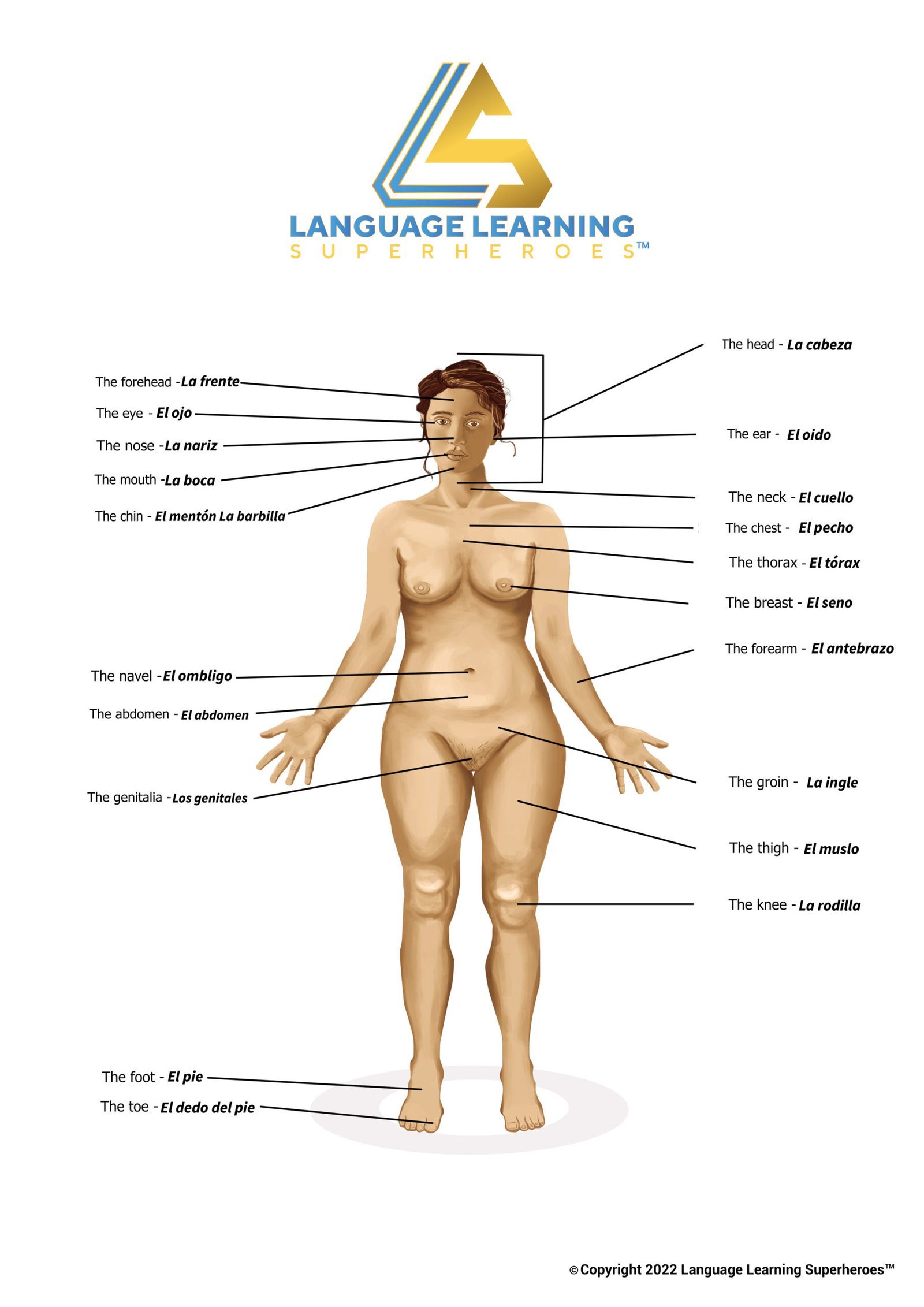 Anatomical Terms — original book illustration 2