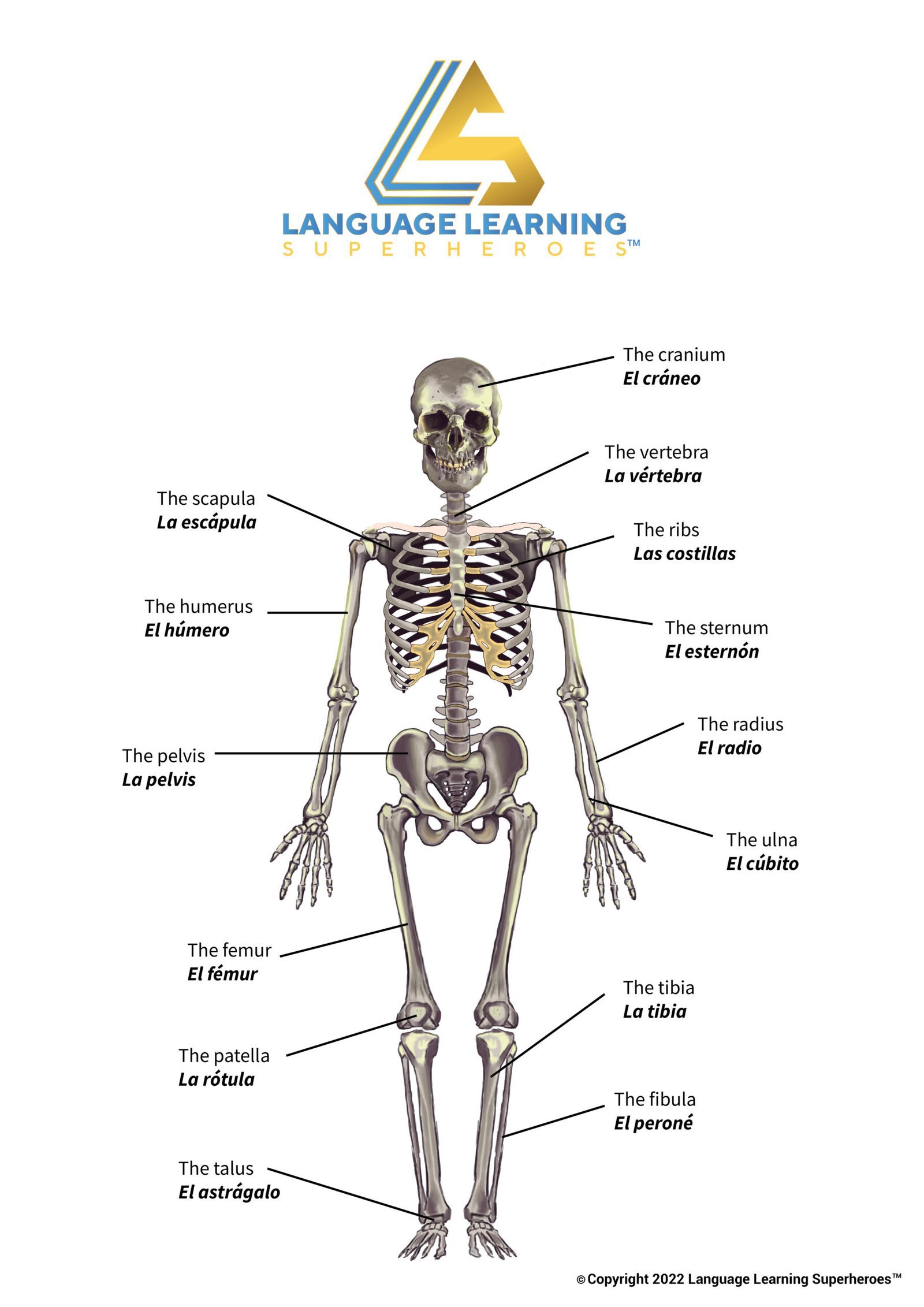 Traumatology and Orthopedics — original book illustration 2