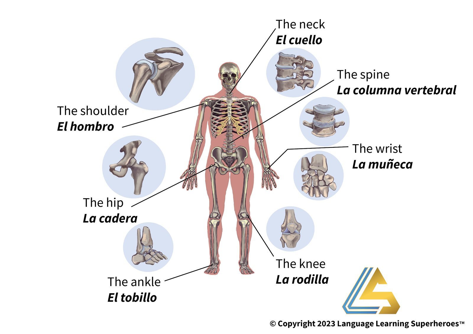 Traumatology and Orthopedics — original book illustration 3
