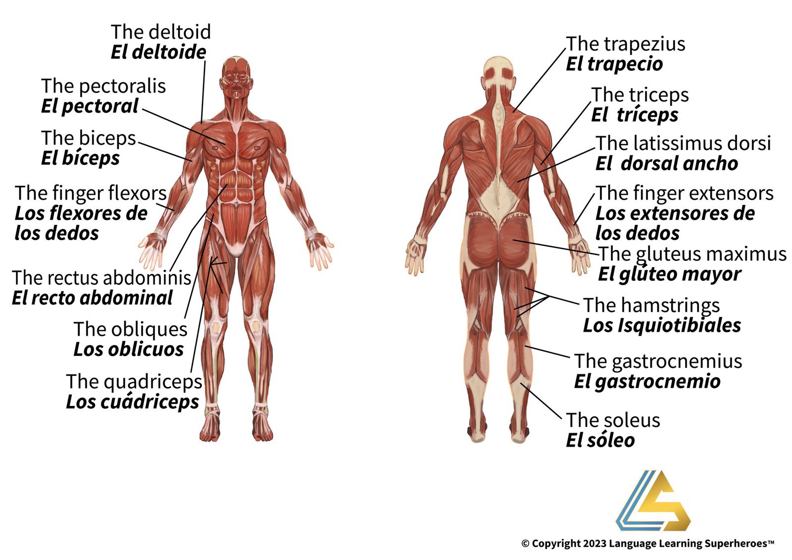 Traumatology and Orthopedics — original book illustration 4