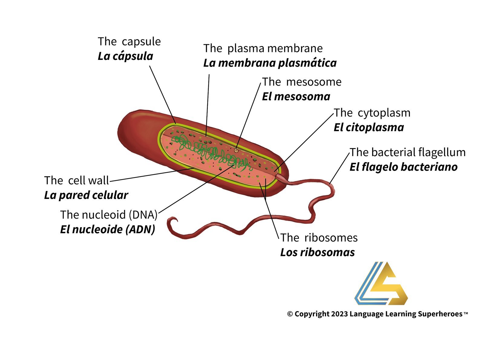 Infectious Disease / COVID-19 — original book illustration 1