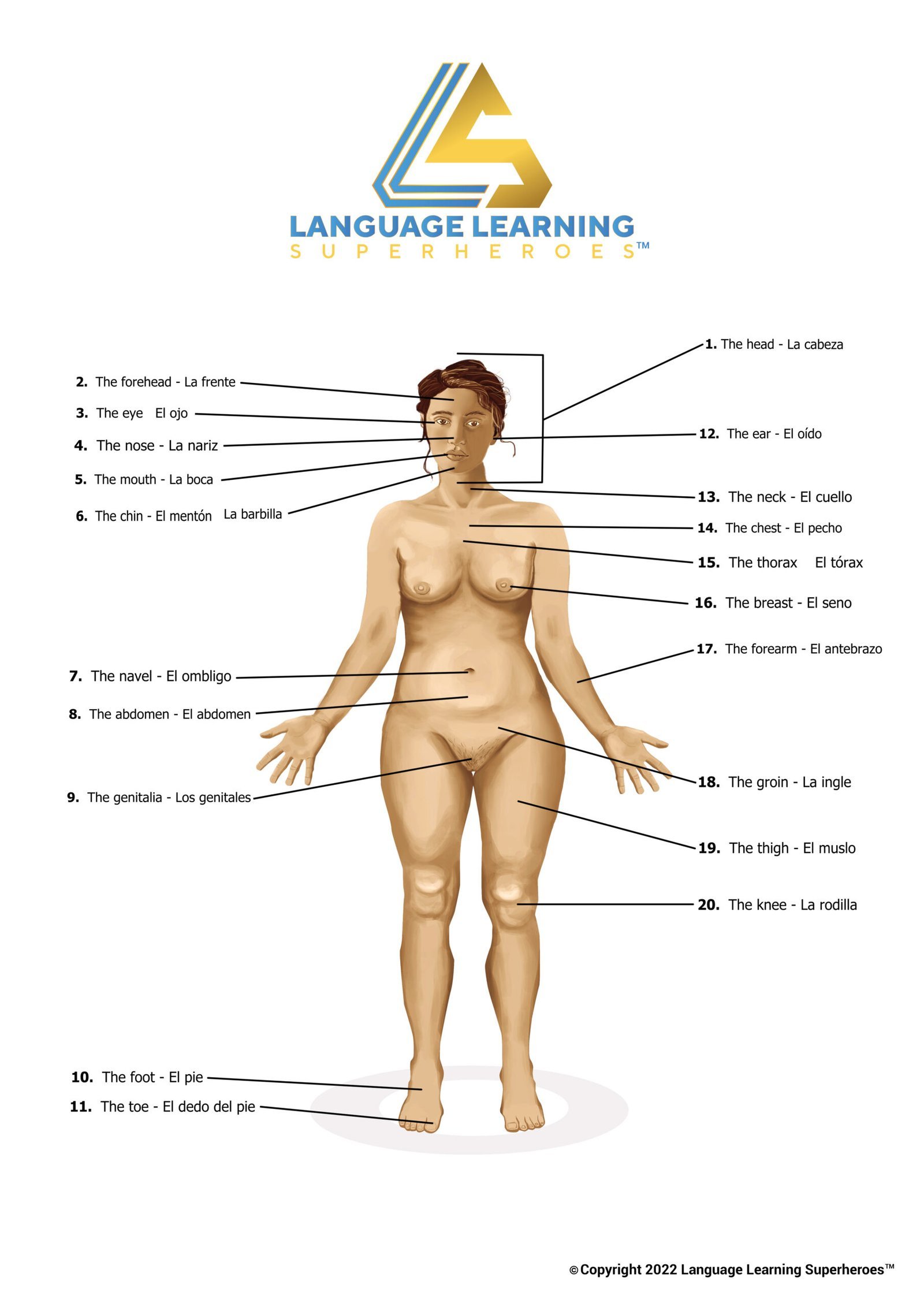 Anatomical Terms — original book illustration 3