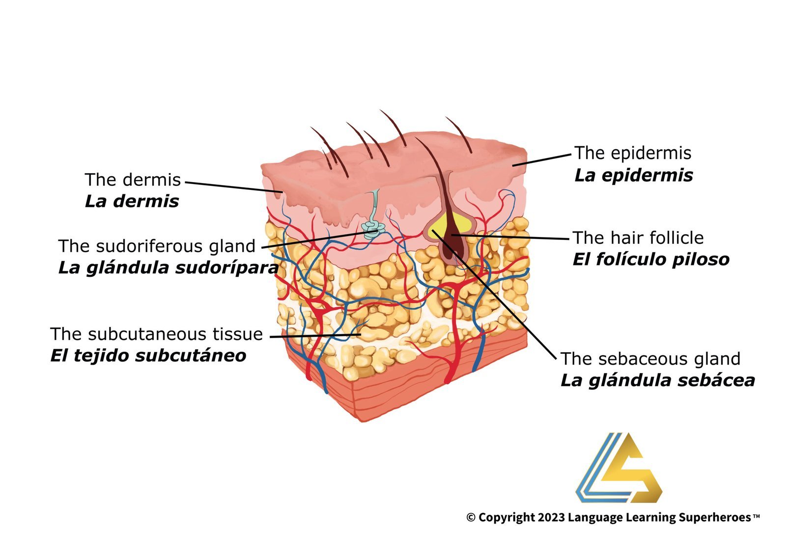 Dermatology — original book illustration 1