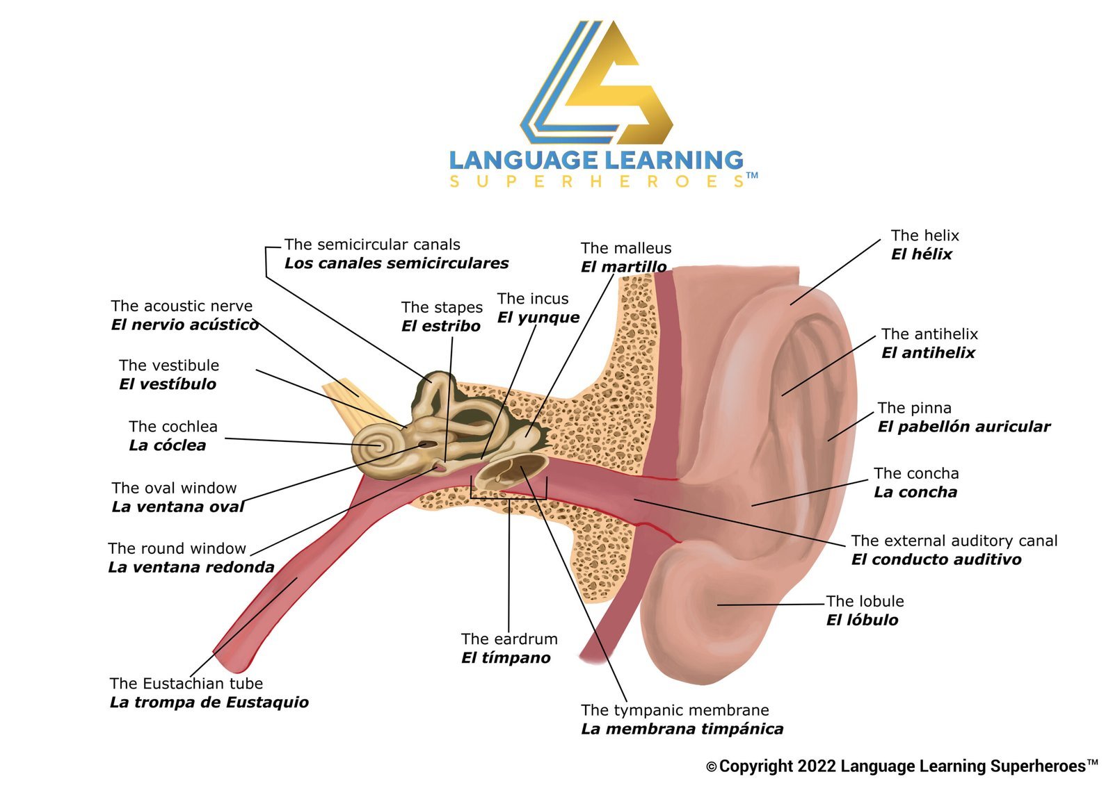 Eyes, Ears, Nose, and Throat — original book illustration 1