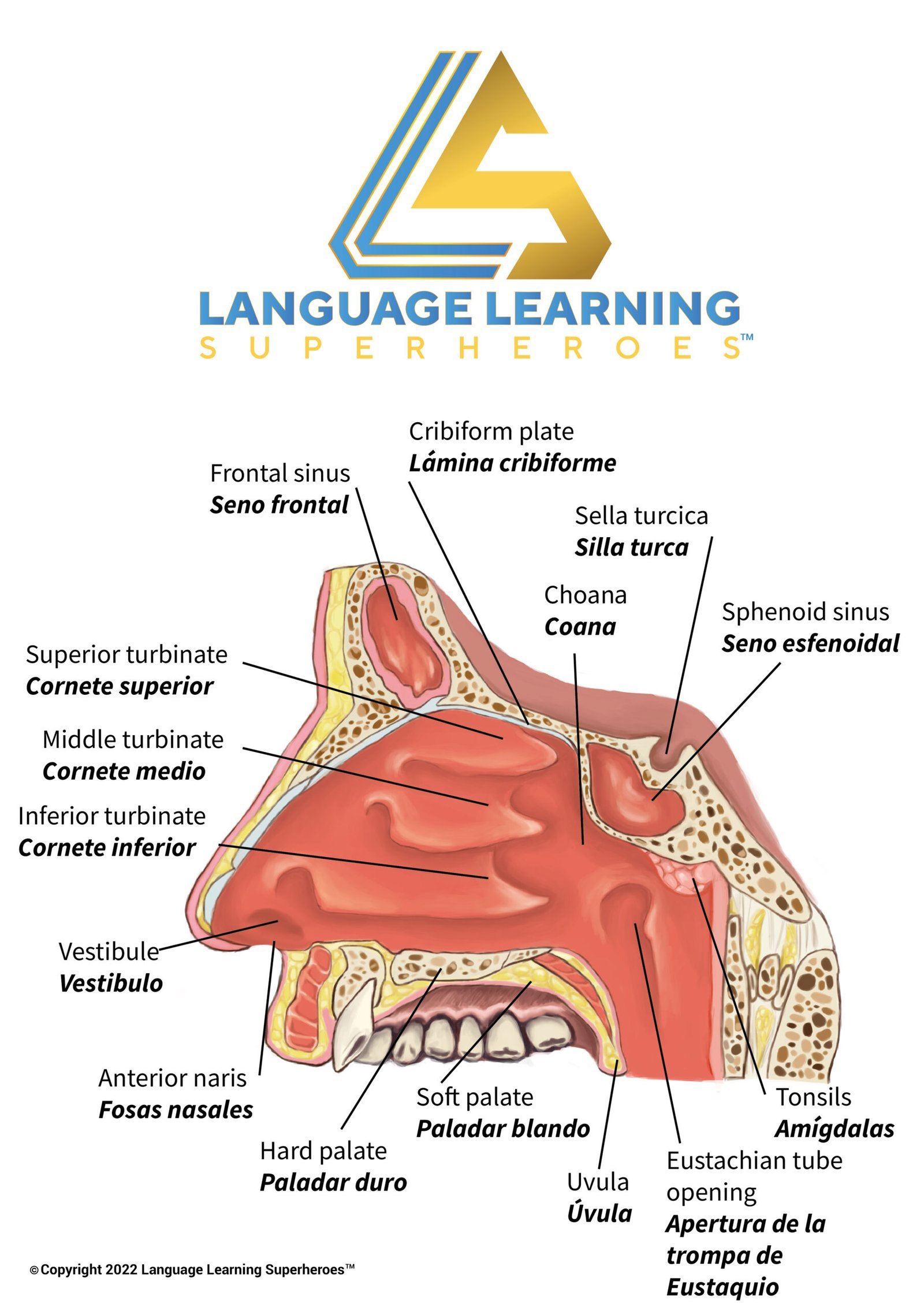 Eyes, Ears, Nose, and Throat — original book illustration 2